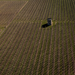 Aerial view of an orchard, in Borgloon, Belgium