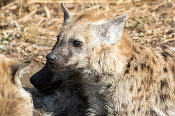 Fototapeta premium South Africa, Kruger National Park, Spotted Hyena (Crocuta crocuta), juvenile