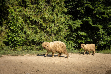 A mother sheep with its young walking a forest path in Pieniny mountains, Poland. 