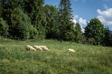 Obraz premium A flock of sheep in a green grazing field in Jaworki, Pieniny mountains, Poland.