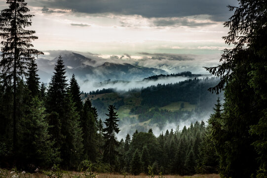 Fog rising from valleys after rain in Beskid Sadecki mountains, Poland. Pine forest in foreground.&nbsp; 