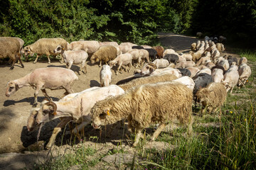 Obraz premium A flock of sheep walking a forest path in Pieniny mountains, Poland. 