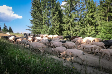 A flock of sheep walking a forest path in Pieniny mountains, Poland. 