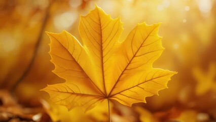 Fototapeta premium Golden Maple Leaf in Autumn Sunlight.