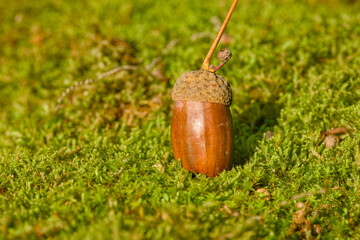 Detailed acorn on a mossy stone captured in warm autumn tones