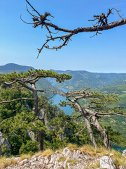 Canyon river meandering among green forested mountains; nature landscape photography under clear blue sky