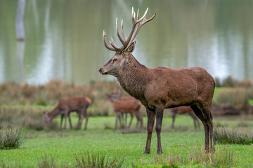 Majestic red deer (Cervus elaphus) stag with big antlers and does standing in grassland on lake shore during the rut in autumn / fall