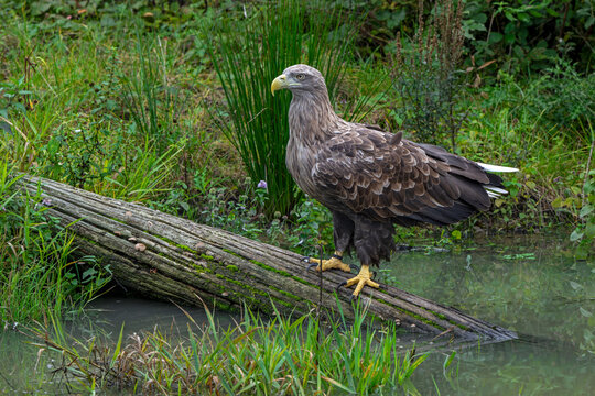 White-tailed eagle / Eurasian sea eagle / erne (Haliaeetus albicilla) adult perched on fallen tree trunk over water in lake