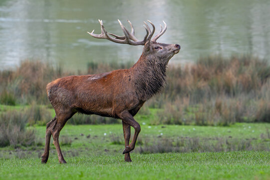 Majestic red deer (Cervus elaphus) stag with big antlers standing in grassland on lake shore during the rut in autumn / fall