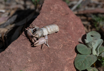 Yabby shell on rock