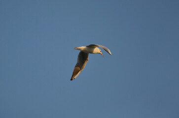 Obraz premium One seaguul bird isolated soar against bright blue sky. Nature,seagull, fauna, wildlife protection.