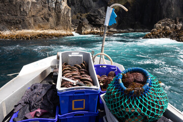 South West Tasmania Abalone