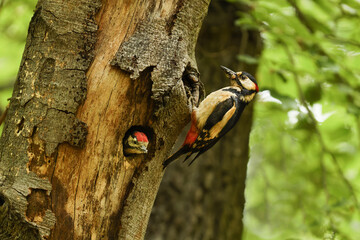 woodpecker on tree
