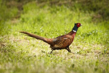 pheasant in the grass