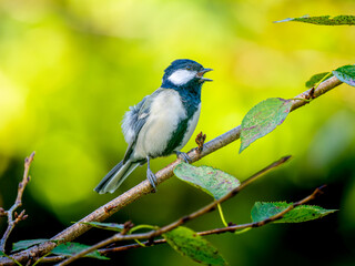 枝にとまるシジュウカラ