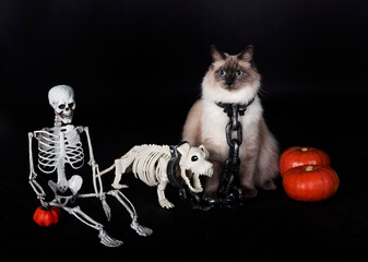siberian cat and halloween in studio