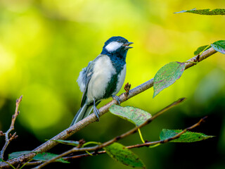 枝にとまるシジュウカラ