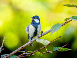 枝にとまるシジュウカラ