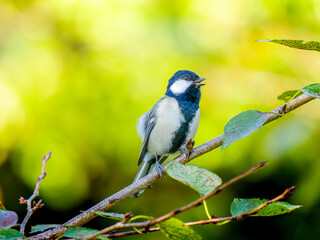 枝にとまるシジュウカラ