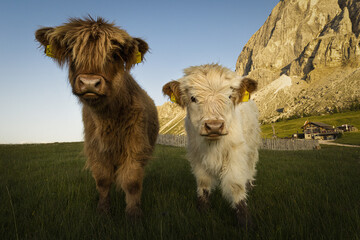 cows in the mountains
