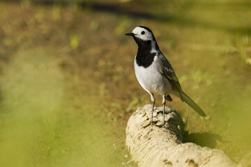 black winged blackbird