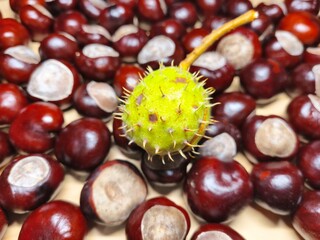 Close-up of a green spiky horse chestnut standing out among shiny brown conkers on wooden background. Natural autumn composition, seasonal still life, contrast of textures and colors.