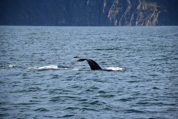 Fototapeta premium Humpback Whale