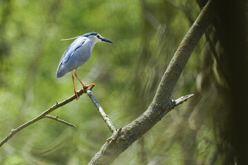 great blue heron