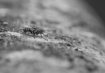 Black and white close up of a fly sitting on tree bark, showing the details of its body, legs and head