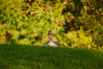 Greylag goose on grass during warm autumn evening