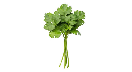 Isolated bunch of fresh coriander for use in delicious spicy cuisine preparations.