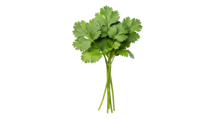 Isolated bunch of fresh coriander for use in delicious spicy cuisine preparations.