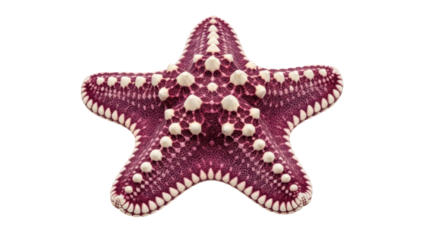 Isolated Starfish, Asterina Pancerii marine invertebrate animal from the Adriatic Sea on white