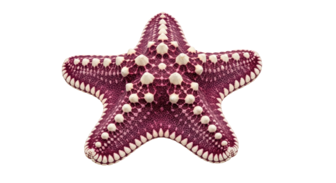 Isolated Starfish, Asterina Pancerii marine invertebrate animal from the Adriatic Sea on white
