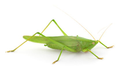 Green locust isolated on white background