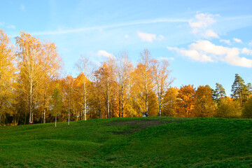 Naklejka premium Bright yellow autumn trees on green hill against blue sky.