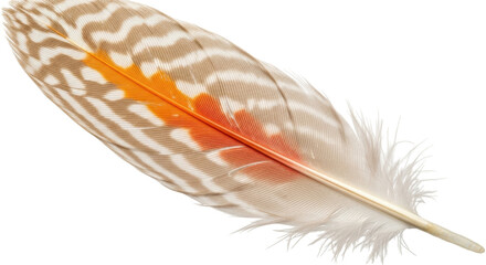 Isolated detailed feather with unique patterns and colors perfect for design work and decoration © Timo