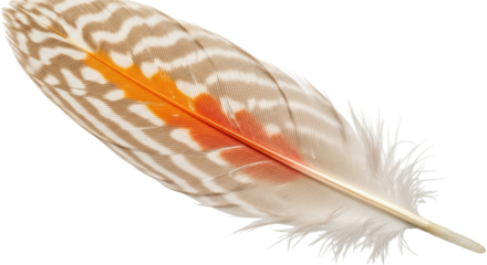 Isolated detailed feather with unique patterns and colors perfect for design work and decoration