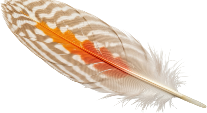 Isolated detailed feather with unique patterns and colors perfect for design work and decoration