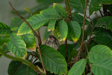 a nestling Eurasian tree sparrow that has fallen to its nest and calling for help of its parents