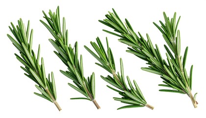Fototapeta premium Sprigs of fresh, vibrant green culinary herb against a pristine white backdrop