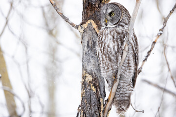 great grey owl