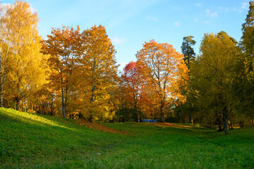 Vibrant yellow fall trees on hillside with clear blue sky.