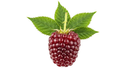 Isolated Raspberry fruit with green leaves, delicious and appetizing, a healthy dessert