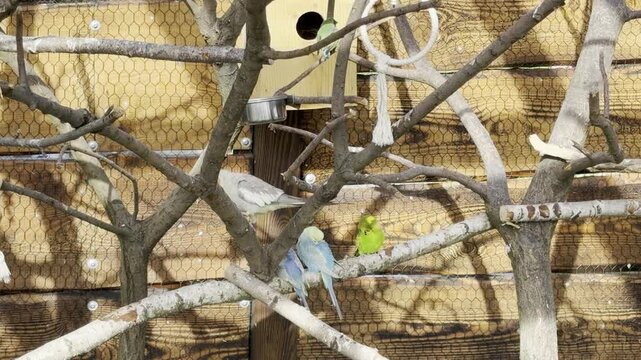 Colorful budgerigars in an aviary setting