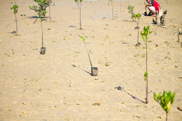 Greening Sumba's Coast: Journalists' Joint Action Demonstrates Their Love for the Earth 