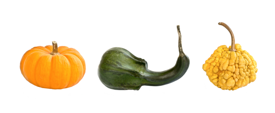 Photo of three decorative gourds isolated on white or transparent background, Fall of Thanksgiving decor, png