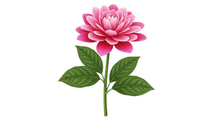 Isolated floral illustration of a pink dahlia blossom with green leaves, single stem cut