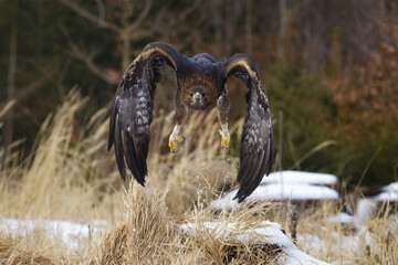 eagle in flight