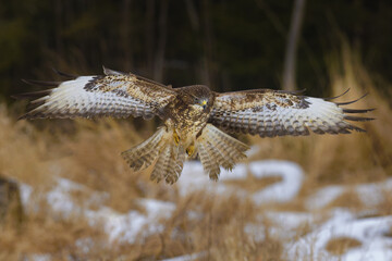 Eagle in flight